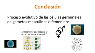 Conclusión
Proceso evolutivo de las células germinales
en gametos masculinos o femeninos
¨…mecanismo que asegura la
perpetuación de la especie¨
 