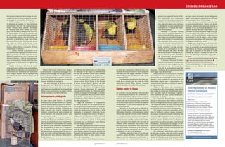 CR IME N O R G A NIZ A DO


decidieron inspeccionar la carga en con-                                                                                                                                                                           protección especial” en la NOM-         dar por cierta la versión de los abogados,




                                                                                                                                                                                                               Especial
cordancia con la directiva para el comba-                                                                                                                                                                          059-SEMARNAT-2010 publicada             según los cuales los pájaros eran del poli-
te integral al narcotráfico 2007-2012.                                                                                                                                                                             en el Diario Oficial de la Federación   cía municipal Óscar Gómez Islas.
    Y lo consignaron en su reporte: “…                                                                                                                                                                             el 30 de diciembre de 2010; otras            Aun así esta fantástica historia tie-
al observar el ingreso de dos vehículos                                                                                                                                                                            tres, identificadas como clarines       ne sus contradicciones. Según sus decla-
particulares tipo pick up, tripulados por                                                                                                                                                                          o Myadestes unicolor, también se        raciones, Gómez Islas adquirió las aves el
Óscar Gómez Islas, policía municipal                                                                                                                                                                               incluyen en el listado de espe-         viernes 13 en la Ciudad de México en el
de Tijuana; Raúl Ortiz Elisea; Luis Enri-                                                                                                                                                                          cies amenazadas.                        negocio Mundo Salvaje Importador y Ex-
que León Briseño, y Sergio Iván Parra Vi-                                                                                                                                                                              Además, el peritaje señala          portador de Fauna Silvestre. Pagó 6 mil pe-
te, hasta el área de carga de aviación ge-                                                                                                                                                                         que para la captura, posesión y         sos por cada tucán; 500 pesos por los cla-
neral, con la autorización del personal                                                                                                                                                                            transportación de las aves se de-       rines; 4 mil por el halcón, mientras que
de seguridad privada del aeropuerto, se                                                                                                                                                                            be contar con permisos; también,        desembolsó 2 mil 90 pesos a otra compa-
procedió a verificar la carga que trans-                                                                                                                                                                           que cada animal, al momento de          ñía por tres ejemplares de cenzontle, tigri-
portaba dicho avión, localizando diver-                                                                                                                                                                            ser adquirido, debe contar con “el      llo, jilguero, cardenal y mirlo.
sas cajas de cartón, selladas con cinta                                                                                                                                                                            sistema de marcaje establecido               Según sus abogados, el policía percibe
adhesiva, que en su interior contenían: 1                                                                                                                                                                          por la secretaría, siendo éste un       entre 8 mil 272 y 12 mil 400 pesos a la quin-
halcón cabeza blanca, 4 tucanes, 18 aves                                                                                                                                                                           anillo metálico con las inscrip-        cena, de acuerdo a la Secretaría de Seguri-
cenzontles, 1 cardenal.                                                                                                                                                                                            ciones de la secretaría y un nú-        dad Pública de Tijuana; además, había pa-
    “… por lo anterior y al carecer de la                                                                                                                                                                          mero de serie, así como la nota         gado por el traslado de las aves en avión
documentación legal que acreditara la le-                                                                                                                                                                          de remisión que contenga los da-        privado de Toluca a Tijuana. Lo que no di-
gítima posesión de tales especies, se es-                                                                                                                                                                          tos de número y fecha del oficio        jeron fue dónde pensaba dar resguardo a
tableció coordinación con el personal de                                                                                                                                                                           de autorización de aprovecha-           las aves.
la Policía Federal… a fin de que las perso-                                                                                                                                                                        miento de subsistencia”.                     Y así, con esta historia, Jorge Hank Rhon
nas, los animales y demás artículos, fue-                                                                                                                                                                              Y remata: “Durante la reali-        logró una vez más burlar a la justicia.
ran puestos a disposición del agente del                                                                                                                                                                           zación del presente dictamen no
MPF.”                                                                                                                                                                                                              se tiene a la vista ningún tipo de      *Texto publicado por el semanario Zeta de
                                                                                                                                                                                     Los tucanes decomisados
    Según el formato del plan de vuelo                                                                                                                                                                             documentación de comproba-              Tijuana, en su edición del viernes 20 de
entregado por el piloto a las autoridades,                                                                                                                                                                         ción de la procedencia legal de         enero.
Jorge Hank encabezaba a los pasajeros; el                     Ello se debe a que Gómez Islas –según       del Ejército que observaron las maniobras     sa para que declararan sobre el caso, aun las aves… Ninguna de las aves en cuestión
resto eran sus familiares ya menciona-                    su declaración– se presentó al hangar úni-      de descarga de las cajas, las pertenencias    cuando él rentó el avión a una compañía trae algún tipo de marcaje”.
dos. Ningún nombre de los policías está                   camente para recoger las aves para trasla-      del hijo del profesor Carlos Hank habrían     con sede en Las Vegas, Nevada. La auto-             Pese a ello, ni la PF ni la PGR en Tijuana
anotado en la lista escrita a mano por el                 darlas a la casa de Hank en el hipódromo        salido del hangar privado sin problemas.      ridad federal optó por detener sólo a sus consideraron necesario solicitar esa docu-
piloto.                                                   Agua Caliente, donde su patrón –quien en            Según una tarjeta informativa, la lis-    cuatro escoltas.                                mentación al momento de turnar el expe-
                                                           junio de 2011 fue detenido por acopio de       ta de funcionarios y actores que permi-           Sus abogados acreditaron tres días des- diente. Y aun cuando los abogados de los
     Halcón cabeza blanca. Especie protegida               armas– habilitó un zoológico.                  tieron a Hank Rhon burlar la ley incluye      pués de su arresto que las aves las había detenidos alegan que sí presentaron do-
                                                               Ese sitio, siempre de acuerdo con su       a: Jaime Arroyo García, gerente de ope-       adquirido Gómez Islas; dijeron también cumentación, las aves no tenían el marca-
                                                           declaración ante la PF, era el destino fi-     raciones y seguridad del aeropuerto in-       que él contaba con todos los permisos.          je reglamentario.
                                                           nal de las aves procedentes de un rancho       ternacional Abelardo L. Rodríguez; Édgar                                                          Según la ley, poseer sin autorización
                                                           del “ingeniero Hank Rohn” en el Estado de      Arévalo Torres, elemento de seguridad         Delitos contra la fauna                         y transportar sin los permisos aves sobre
                                                           México que perteneció a su padre, Carlos       que permitió el paso de vehículos parti-                                                      las cuales se tiene una clasificación espe-
                                                           Hank González, y se llama Nirvana.             culares al hangar para recoger el equipa-     De acuerdo con un peritaje realizado por cial –en este caso de amenaza y protec-
                                                                                                          je de los pasajeros; Marco Antonio Santi-     la Procuraduría Federal de Protección al ción especial en una norma mexicana–
                                                           Un empresario privilegiado                     llán Patiño, comandante del aeropuerto,       Ambiente (Profepa), de las nueve especies constituye un delito.
                                                                                                          y Guillermo Villaca Morales, administra-      aviarias que transportó Hank Rohn desde             Un empleado de la Profepa consulta-
                                                           Si Jorge Hank pudo burlar a la justicia        dor del aeropuerto.                           Toluca, dos se encuentran bajo protección do por el semanario Zeta refiere el artículo
                                                           mexicana fue porque contó con apoyos               Luego de descubrir el cargamento          de la autoridad: una en calidad de especie 420 del Código Penal Federal, según el cual
                                                           institucionales que iniciaron en el aero-      de aves y la falta de documentación so-       amenazada, la otra como especie de pro- “se impondrá pena de uno a nueve años
                                                           puerto de Toluca. Ahí, el derrotado can-       bre su procedencia, posesión y transpor-      tección especial.                               de prisión y por el equivalente de 300 a 3
                                                           didato al gobierno de Baja California en       tación, los militares remitieron a los es-        “Se trata de 24 aves para su identifica- mil días de multa, a quien ilícitamente:
                                                           2007 transitó sin ningún problema la           coltas de Hank junto con la carga a la PF     ción: 17 aves canoras y de ornato vivas de          “IV. Realice cualquier actividad con fi-
                                                           aduana aeroportuaria para ingresar al          asignada al aeropuerto. Mientras los in-      diferentes especies contenidas en jaulas nes de tráfico o capture, posea, transpor-
                                                           avión rentado las cajas de cartón que          tegrantes de seguridad fueron puestos a       dentro de cajas de cartón como embalaje te, acopie, introduzca al país o extraiga del
                                                           contenían las aves.                            disposición del Ministerio Público federal,   y 1 ave de nombre común cardenal que se mismo, algún ejemplar, sus productos o
                                                               Éstas llegaron a la aeronave sin docu-     las aves confiscadas fueron enviadas a un     encontró muerto dentro de una jaula con- subproductos y demás recursos genéticos
                                                           mentación legal que acreditara su proce-       parque; en cuanto al piloto, se le permitió   tenida en una caja de cartón como emba- de una especie de flora o fauna silvestres,
                                                           dencia ni los permisos para transportar-       continuar con su itinerario, cuyo destino     laje, 5 tucanes vivos dentro de una caja de terrestres o acuática en veda, considerada
                                                           las vía aérea. Las autoridades del Estado      era San Diego, California.                    madera como embalaje con cuatro com- endémica, amenazada, en peligro de ex-
                                                           de México y las federales simplemente              Los días siguientes los cuatro escoltas   partimientos, contenidos tres especíme- tinción, sujeta a protección especial, o re-
                                                           les franquearon el paso en el aeropuer-        detenidos fueron procesados en la delega-     nes de manera individual y dos juntos, 1 gulada por algún tratado internacional del
                                                           to. Al llegar a Tijuana, los funcionarios      ción de la PGR en Tijuana. Su titular, Fer-   halcón caracara contenido en una jaula que México sea parte…”
                                                           del aeropuerto internacional de esa ciu-       mín Gómez Gómez, quien no atendió los         individual”, se lee en el peritaje.                 Sin embargo, Hank Rohn logró burlar
                                                           dad, así como policías federales y priva-      llamados del semanario Zeta para obtener          También especifica que de las 18 aves la ley una vez más, esta vez con la ayuda
                                                           dos adscritos a la estación aérea, hicie-      información sobre el caso, abonó al am-       canoras, cuatro de ellas –conocidas como de la PF, autoridades aeroportuarias de To-
                                               Especial




                                                           ron lo mismo.                                  biente de impunidad.                          jilguero común o Myadestes occidentalis– se luca y de Tijuana y con la venia concedida
                                                               De no ser por la alerta de los elementos       Nadie llamó a Hank Rohn y a su espo-      encuentran en el listado de “especies de por la delegación de la PGR en Tijuana, al
 