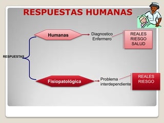 RESPUESTAS HUMANAS
Humanas

Diagnostico
Enfermero

REALES
RIESGO
SALUD

RESPUESTAS

Fisiopatológica

Problema
interdependiente

REALES
RIESGO

 