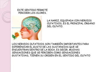 SENTIDO DEL OLFATOS.
