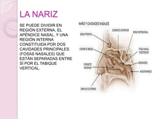 ESTE SENTIDO PERMITE PERCIBIR LOS OLORES. LA NARIZ, EQUIPADA CON NERVIOS OLFATIVOS, ES EL PRINCIPAL ÓRGANO DEL OLFATO. LOS NERVIOS OLFATIVOS SON TAMBIÉN IMPORTANTES PARA DIFERENCIAR EL GUSTO DE LAS SUSTANCIAS QUE SE ENCUENTRAN DENTRO DE LA BOCA, ES DECIR, MUCHAS SENSACIONES QUE SE PERCIBEN COMO SENSACIONES GUSTATIVAS, TIENEN SU ORIGEN EN EL SENTIDO DEL OLFATO