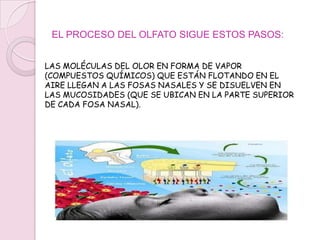 LA NARIZSE PUEDE DIVIDIR EN REGIÓN EXTERNA, EL APÉNDICE NASAL, Y UNA REGIÓN INTERNA CONSTITUIDA POR DOS CAVIDADES PRINCIPALES (FOSAS NASALES) QUE ESTÁN SEPARADAS ENTRE SÍ POR EL TABIQUE VERTICAL. 