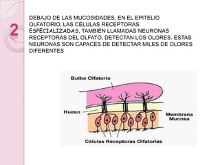 EL PROCESO DEL OLFATO SIGUE ESTOS PASOS:LAS MOLÉCULAS DEL OLOR EN FORMA DE VAPOR (COMPUESTOS QUÍMICOS) QUE ESTÁN FLOTANDO EN EL AIRE LLEGAN A LAS FOSAS NASALES Y SE DISUELVEN EN LAS MUCOSIDADES (QUE SE UBICAN EN LA PARTE SUPERIOR DE CADA FOSA NASAL).