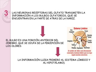 DEBAJO DE LAS MUCOSIDADES, EN EL EPITELIO OLFATORIO, LAS CÉLULAS RECEPTORAS ESPECIALIZADAS, TAMBIÉN LLAMADAS NEURONAS RECEPTORAS DEL OLFATO, DETECTAN LOS OLORES. ESTAS NEURONAS SON CAPACES DE DETECTAR MILES DE OLORES DIFERENTES2