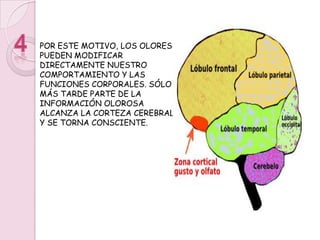 3LAS NEURONAS RECEPTORAS DEL OLFATO TRANSMITEN LA INFORMACIÓN A LOS BULBOS OLFATORIOS, QUE SE ENCUENTRAN EN LA PARTE DE ATRÁS DE LA NARIZ. EL BULBO ES UNA PORCIÓN ANTERIOR DEL CEREBRO, QUE SE OCUPA DE LA PERCEPCIÓN DE LOS OLORESLA INFORMACIÓN LLEGA PRIMERO AL SISTEMA LÍMBICO Y AL HIPOTÁLAMO).