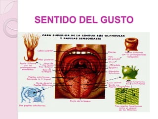 4POR ESTE MOTIVO, LOS OLORES PUEDEN MODIFICAR DIRECTAMENTE NUESTRO COMPORTAMIENTO Y LAS FUNCIONES CORPORALES. SÓLO MÁS TARDE PARTE DE LA INFORMACIÓN OLOROSA ALCANZA LA CORTEZA CEREBRAL Y SE TORNA CONSCIENTE.