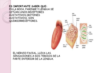 POR ESTE SENTIDO SE SIENTEN LOS SABORES. LAS CUATRO SENSACIONES BÁSICAS O PRIMARIAS SON (ESTAS SENSACIONES SE ASOCIAN Y PRODUCEN MÁS SENSACIONES GUSTATIVAS):AGRIO.DULCE.SALADO.AMARGO.