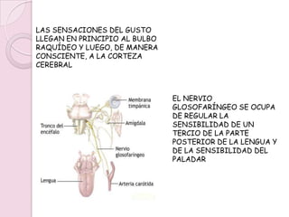 ES IMPORTANTE SABER QUE:EN LA BOCA, FARINGE Y LENGUA SE SITÚAN UNOS RECEPTORES GUSTATIVOS (BOTONES GUSTATIVOS). SON QUIMIORRECEPTORES.EL NERVIO FACIAL, LLEVA LAS SENSACIONES A DOS TERCIOS DE LA PARTE INTERIOR DE LA LENGUA.