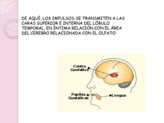 EL PROCEDIMIENTOEL SENTIDO DEL GUSTO DEPENDE DE LA ESTIMULACIÓN DE LOS LLAMADOS “BOTONES GUSTATIVOS”, LAS CUALES SE SITÚAN PREFERENTEMENTE EN LA LENGUA, AUNQUE ALGUNAS SE ENCUENTRAN EN EL PALADAR; SU SENSIBILIDAD ES VARIABLE.(CONTINUACIÓN DE LA MÉDULA ALLÍ DONDE EMPIEZA LA COLUMNA VERTEBRAL); 