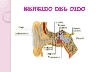 DE AQUÍ, LOS IMPULSOS SE TRANSMITEN A LAS CARAS SUPERIOR E INTERNA DEL LÓBULO TEMPORAL, EN ÍNTIMA RELACIÓN CON EL ÁREA DEL CEREBRO RELACIONADA CON EL OLFATO