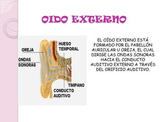 TIENE UNA DOBLE FUNCIÓN:RESPONSABLE DE LA AUDICIÓN.REGULA EL SENTIDO DEL EQUILIBRIO QUE DEPENDE DEL OÍDO INTERNO.LAS CÉLULAS ESPECIALIZADAS DE LA AUDICIÓN SON LOS MECANO-RECEPTORES (SENSIBLES A LOS CAMBIOS DE PRESIÓN), ALOJADAS EN EL OÍDO INTERNO. RESPONSABLES DEL OÍDO Y DEL SENTIDO DEL EQUILIBRIO