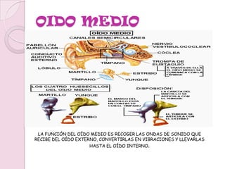 OIDO EXTERNOEL OÍDO EXTERNO ESTÁ FORMADO POR EL PABELLÓN AURICULAR U OREJA, EL CUAL DIRIGE LAS ONDAS SONORAS HACIA EL CONDUCTO AUDITIVO EXTERNO A TRAVÉS DEL ORIFICIO AUDITIVO. 