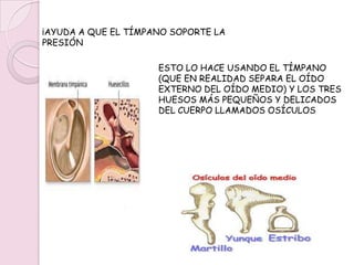 OIDO MEDIOLA FUNCIÓN DEL OÍDO MEDIO ES RECOGER LAS ONDAS DE SONIDO QUE RECIBE DEL OÍDO EXTERNO, CONVERTIRLAS EN VIBRACIONES Y LLEVARLAS HASTA EL OÍDO INTERNO.