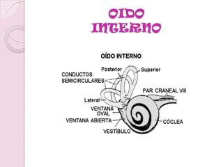 ¡AYUDA A QUE EL TÍMPANO SOPORTE LA PRESIÓNESTO LO HACE USANDO EL TÍMPANO (QUE EN REALIDAD SEPARA EL OÍDO EXTERNO DEL OÍDO MEDIO) Y LOS TRES HUESOS MÁS PEQUEÑOS Y DELICADOS DEL CUERPO LLAMADOS OSÍCULOS