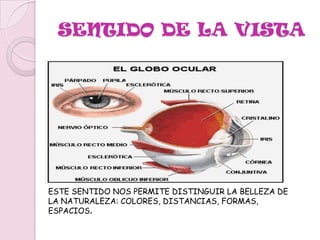A TRAVÉS DE RECEPTORES CON CÉLULAS ESPECIALIZADAS LLAMADAS CILIOS SE PRODUCE LA EXCITACIÓN DEL ÓRGANO DE CORTI (ÓRGANO PRINCIPAL DE LA AUDICIÓN).EL ÓRGANO DE CORTI TRANSFORMA EL IMPULSO MECÁNICO (ONDAS) EN UN IMPULSO NERVIOSO QUE ES TRANSMITIDO POR EL NERVIO COCLEAR A LA CORTEZA TEMPORAL PARA TENER LA CONSCIENCIA DE OÍR.