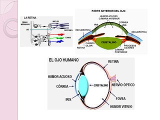 SENTIDO DE LA VISTAESTE SENTIDO NOS PERMITE DISTINGUIR LA BELLEZA DE LA NATURALEZA: COLORES, DISTANCIAS, FORMAS, ESPACIOS.