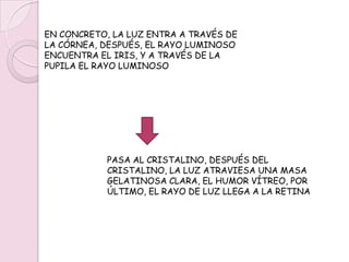 PROCEDIMIENTOEL PRINCIPAL ESTÍMULO DE LA VISTA ES LA LUZ Y EL CAMPO RECEPTOR ES LA RETINA.LA LUZ PASA A TRAVÉS DE:LA CÓRNEA Y EL HUMOR ACUOSO (PRIMERA REFRACCIÓN) LA PUPILA, EL CRISTALINO (SEGUNDA REFRACCIÓN) HUMOR VÍTREO, RETINA (TERCERA REFRACCIÓN) 