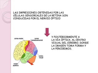 EN CONCRETO, LA LUZ ENTRA A TRAVÉS DE LA CÓRNEA, DESPUÉS, EL RAYO LUMINOSO ENCUENTRA EL IRIS, Y A TRAVÉS DE LA PUPILA EL RAYO LUMINOSO PASA AL CRISTALINO, DESPUÉS DEL CRISTALINO, LA LUZ ATRAVIESA UNA MASA GELATINOSA CLARA, EL HUMOR VÍTREO, POR ÚLTIMO, EL RAYO DE LUZ LLEGA A LA RETINA