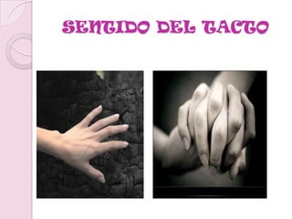 LAS IMPRESIONES OBTENIDAS POR LAS CÉLULAS SENSORIALES DE LA RETINA SON CONDUCIDAS POR EL NERVIO ÓPTICOY POSTERIORMENTE A LA VÍA ÓPTICA, AL CENTRO VISUAL DEL CEREBRO, DONDE LA IMAGEN TOMA FORMA Y LA PERCIBIMOS.