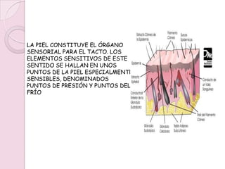 SENTIDO DEL TACTO