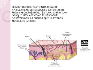 LA PIEL CONSTITUYE EL ÓRGANO SENSORIAL PARA EL TACTO. LOS ELEMENTOS SENSITIVOS DE ESTE SENTIDO SE HALLAN EN UNOS PUNTOS DE LA PIEL ESPECIALMENTE SENSIBLES, DENOMINADOS PUNTOS DE PRESIÓN Y PUNTOS DEL FRÍO
