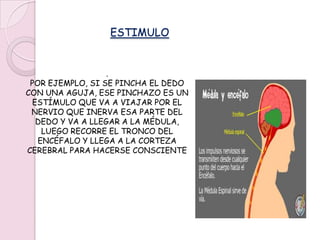 ESTIMULO. POR EJEMPLO, SI SE PINCHA EL DEDO CON UNA AGUJA, ESE PINCHAZO ES UN ESTÍMULO QUE VA A VIAJAR POR EL NERVIO QUE INERVA ESA PARTE DEL DEDO Y VA A LLEGAR A LA MÉDULA, LUEGO RECORRE EL TRONCO DEL ENCÉFALO Y LLEGA A LA CORTEZA CEREBRAL PARA HACERSE CONSCIENTE