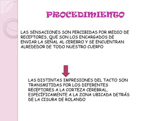 EL SENTIDO DEL TACTO NOS PERMITE APRECIAR LAS SENSACIONES EXTERNAS DE FRÍO, CALOR, PRESIÓN, TEXTURA, VIBRACIÓN, COSQUILLEO, ASÍ COMO EL PESO QUE SOSTENEMOS, LA FUERZA QUE NUESTROS MÚSCULOS EJERCEN