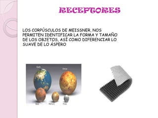 PROCEDIMIENTOLAS SENSACIONES SON PERCIBIDAS POR MEDIO DE RECEPTORES, QUE SON LOS ENCARGADOS DE ENVIAR LA SEÑAL AL CEREBRO Y SE ENCUENTRAN ALREDEDOR DE TODO NUESTRO CUERPOLAS DISTINTAS IMPRESIONES DEL TACTO SON TRANSMITIDAS POR LOS DIFERENTES RECEPTORES A LA CORTEZA CEREBRAL, ESPECÍFICAMENTE A LA ZONA UBICADA DETRÁS DE LA CISURA DE ROLANDO
