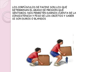 RECEPTORESLOS CORPÚSCULOS DE MEISSNER, NOS PERMITEN IDENTIFICAR LA FORMA Y TAMAÑO DE LOS OBJETOS, ASÍ COMO DIFERENCIAR LO SUAVE DE LO ÁSPERO