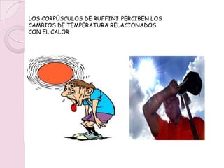 LOS CORPÚSCULOS DE PACINI SON LOS QUE DETERMINAN EL GRADO DE PRESIÓN QUE SENTIMOS; NOS PERMITEN DARNOS CUENTA DE LA CONSISTENCIA Y PESO DE LOS OBJETOS Y SABER SI SON DUROS O BLANDOS