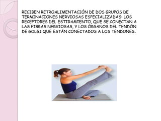 SENTIDOS CINESTICOS Y VESTIBULARLOS SENTIDOS CINESTÉSICOS SE BASAN EN LA INFORMACIÓN ESPECÍFICA SOBRE EL MOVIMIENTO MUSCULAR Y LOS CAMBIOS DE POSTURA, ASÍ COMO SOBRE LA TENSIÓN EN MÚSCULOS Y ARTICULACIONES