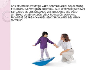 RECIBEN RETROALIMENTACIÓN DE DOS GRUPOS DE TERMINACIONES NERVIOSAS ESPECIALIZADAS: LOS RECEPTORES DEL ESTIRAMIENTO, QUE SE CONECTAN A LAS FIBRAS NERVIOSAS, Y LOS ÓRGANOS DEL TENDÓN DE GOLGI QUE ESTÁN CONECTADOS A LOS TENDONES.