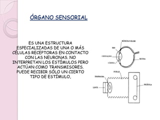 ÓRGANO SENSORIALES UNA ESTRUCTURA ESPECIALIZADAS DE UNA O MÁS CÉLULAS RECEPTORAS EN CONTACTO CON LAS NEURONAS. NO INTERPRETAN LOS ESTÍMULOS PERO ACTÚAN COMO TRANSMISORES. PUEDE RECIBIR SÓLO UN CIERTO TIPO DE ESTÍMULO, 