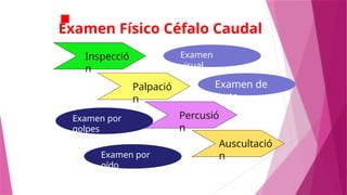 Examen Físico Céfalo Caudal
Palpació
n
Percusió
n
Auscultació
n
Inspecció
n
Examen
visual
Examen de
tacto
Examen por
golpes
Examen por
oído
 