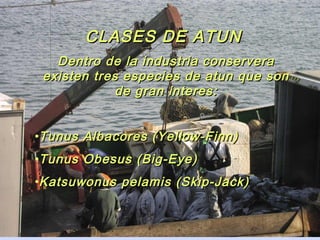 CLASES DE ATUN
   Dentro de la industria conservera
 existen tres especies de atun que son
             de gran interes:


•Tunus Albacores (Yellow-Finn)
•Tunus Obesus (Big-Eye)
•Katsuwonus pelamis (Skip-Jack)
 