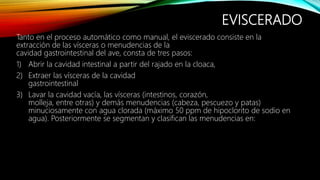 EVISCERADO
Tanto en el proceso automático como manual, el eviscerado consiste en la
extracción de las vísceras o menudencias de la
cavidad gastrointestinal del ave, consta de tres pasos:
1) Abrir la cavidad intestinal a partir del rajado en la cloaca,
2) Extraer las vísceras de la cavidad
gastrointestinal
3) Lavar la cavidad vacía, las vísceras (intestinos, corazón,
molleja, entre otras) y demás menudencias (cabeza, pescuezo y patas)
minuciosamente con agua clorada (máximo 50 ppm de hipoclorito de sodio en
agua). Posteriormente se segmentan y clasifican las menudencias en:
 