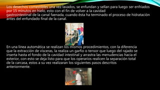 Los desechos comestibles una vez lavados, se enfundan y sellan para luego ser enfriados
por 15 minutos en hielo, esto con el fin de volver a la cavidad
gastrointestinal de la canal faenada, cuando ésta ha terminado el proceso de hidratación
antes del enfundado final de la canal.
En una línea automática se realizan los mismos procedimientos, con la diferencia
que la extracción de vísceras, la realiza un garfio o tensor que luego del rajado se
inserta hasta el fondo de la cavidad intestinal y arrastra las menudencias hacia el
exterior, con esto se deja listo para que los operarios realicen la separación total
de la carcasa, estos a su vez realizaran los siguientes pasos descritos
anteriormente.
 
