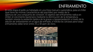 ENFRIAMIENTO
En esta etapa el pollo ya hidratado en una línea manual o automática, pasa al chiller
(que tiene las mismas características del prechiller) por medio de la
apertura de una compuerta de conexión. El objetivo del enfriamiento radica en
inhibir el crecimiento bacteriano mediante la disminución de la temperatura,
también retarda la oxidación lipídica de la grasas o lipoperoxidación a través de la
adición de antioxidantes en el agua de enfriado, e hidrata las carcasas para luego
enfriamiento debe tener entre 25 y 30 ppm de cloro.
 