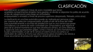 CLASIFICACIÓN
Esta operación se realiza en mesas de acero inoxidable que tienen
acoplados compartimentos dirigidos hacia gavetas, en donde se depositan los pollos de acuerdo
al tipo de categorización para luego ser enfundados,
empaquetados o enviados a líneas de proceso superiores (despresado, fileteado, entre otras).
La clasificación en una línea automática puede ser realizada por personas o bien
por sistemas de selección computarizados, el pollo al salir de la línea del chiller
pasa automáticamente a una línea de preselección que es una cámara que posee
una balanza y un sistema de visión controlado por computadora; que registra el
peso de la canal el momento en que ésta atraviesa la cámara, así como distingue
y separa las aves que presenten golpes, cortes o roturas así como hematomas en
la piel y extremidades; al salir de la cámara el sistema envía una señal a un
clasificador de cadena, el mismo que discrimina los pesos enviados y los desvía a
líneas secundarias de producción según la calidad del producto
 
