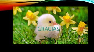 Proceso de beneficio de aves