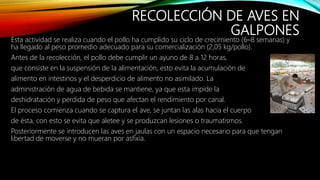 RECOLECCIÓN DE AVES EN
GALPONES
Esta actividad se realiza cuando el pollo ha cumplido su ciclo de crecimiento (6–8 semanas) y
ha llegado al peso promedio adecuado para su comercialización (2,05 kg/pollo).
Antes de la recolección, el pollo debe cumplir un ayuno de 8 a 12 horas,
que consiste en la suspensión de la alimentación, esto evita la acumulación de
alimento en intestinos y el desperdicio de alimento no asimilado. La
administración de agua de bebida se mantiene, ya que esta impide la
deshidratación y perdida de peso que afectan el rendimiento por canal.
El proceso comienza cuando se captura el ave, se juntan las alas hacia el cuerpo
de ésta, con esto se evita que aletee y se produzcan lesiones o traumatismos.
Posteriormente se introducen las aves en jaulas con un espacio necesario para que tengan
libertad de moverse y no mueran por asfixia.
 