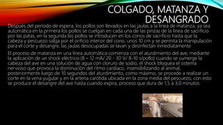 COLGADO, MATANZA Y
DESANGRADO
Después del período de espera, los pollos son llevados en las jaulas a la línea de matanza, ya sea
automática en la primera los pollos se cuelgan en cada una de las pinzas de la línea de sacrificio
por las patas, en la segunda los pollos se introducen en los conos de sacrificio hasta que la
cabeza y pescuezo salga por el orificio interior del cono, unos 10 cm y se permita la manipulación
para el corte y desangre, las jaulas desocupadas se lavan y desinfectan inmediatamente
El proceso de matanza en una línea automática comienza con el aturdimiento del ave, mediante
la aplicación de un shock eléctrico (8 – 12 mA/ 20 - 30 V/ 8-10 s/pollo) cuando se sumerge la
cabeza del ave en una solución de agua con cloruro de sodio, el shock bloquea el sistema
nervioso que provoca la disminución del ritmo cardíaco, insensibilizando al animal,
posteriormente luego de 10 segundos del aturdimiento, como máximo, se procede a realizar un
corte en la vena yugular y en la arteria carótida ubicada en la zona media del pescuezo, con esto
se produce el desangre del ave hasta cuando expira, proceso que dura de 1,5 a 3,0 minutos
 
