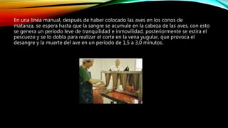 En una línea manual, después de haber colocado las aves en los conos de
matanza, se espera hasta que la sangre se acumule en la cabeza de las aves, con esto
se genera un período leve de tranquilidad e inmovilidad, posteriormente se estira el
pescuezo y se lo dobla para realizar el corte en la vena yugular, que provoca el
desangre y la muerte del ave en un período de 1,5 a 3,0 minutos.
 