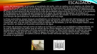 ESCALDADO
Luego del desangrado, se procede al escaldado del pollo, esto se realiza con el objetivo de dilatar los
folículos de la piel y permitir en el siguiente proceso la extracción fácil de plumas; la temperatura del
agua a la cual se sumerge al animal debe estar entre los 50 y 52 ºC manteniéndose así uniformemente,
el rango de permanencia del animal en la cuba de escaldado está entre los 2,0 a 2,5 min, si se aumenta
la temperatura o el tiempo de permanencia en el agua, las canales se decoloran, se produce un
pardeamiento de la epidermis irreversible en la etapa superior de oreado. Si disminuye la temperatura
o el tiempo de permanencia, la eficiencia del pelado será muy baja.
La línea automática, posee tanques escaldadores con divisiones, cada sección del tanque en el cual se
sumerge un ave, posee boquillas que inyectan vapor de agua o recirculan el agua alrededor del
cuerpo del ave, una vez que ha transcurrido el tiempo de escaldado, y se han sumergido hasta 5 aves
por sección, se realiza un recambio automático de agua
En líneas de proceso manual como se indica en la Figura 6, existe una escaldadora independiente, en
la cual se depositan los pollos que se retiran de los conos después del sacrificio, utiliza las mismas
temperaturas y tiempos que una línea automática, posee un falso fondo donde se colocan las aves,
éste se abre y deja que las aves caigan al agua y se mojen por el tiempo determinado, mediante
un sistema neumático, se vuelve a cerrar el falso fondo retirando del agua a las aves, para luego
enviarlas a la peladora
 