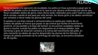 PELADO
Posteriormente a la operación de escaldado, los pollos en línea automática pasan por la
sección de pelado como se observa en la, que es una cámara conformada por discos que
llevan acoplados dedos de goma, estos discos están calibrados para cubrir toda la superficie
de la carcasa, cuando el ave pasa por esta sección, los discos giran y los dedos comienzan
por contacto a retirar todas las plumas del canal.
El pelado en una línea manual o semiautomática se realiza por medio de un
tambor de pelado el mismo que posee un eje central que facilita el movimiento
giratorio, en las paredes y la base del tambor se encuentran acoplados dedos de
goma o caucho; cuando los pollos son dispuestos en el tanque pelador, este
comienza a girar en dirección contraria a la inercia del movimiento del pollo, en
este momento los dedos de caucho desprenden las plumas de los folículos, el
tiempo de pelado promedio de la centrifuga de este tipo, se encuentra alrededor
de 30 s/pollo.
 