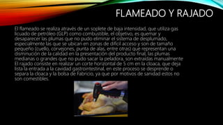 FLAMEADO Y RAJADO
El flameado se realiza através de un soplete de baja intensidad, que utiliza gas
licuado de petróleo (GLP) como combustible, el objetivo, es quemar y
desaparecer las plumas que no pudo eliminar el sistema de desplumado,
especialmente las que se ubican en zonas de difícil acceso y son de tamaño
pequeño (cuello, corvejones, punta de alas, entre otras) que representan una
disminución de la calidad en la presentación del producto final, las plumas
medianas o grandes que no pudo sacar la peladora, son extraídas manualmente
El rajado consiste en realizar un corte horizontal de 5 cm en la cloaca, que deja
lista la entrada a la cavidad gastrointestinal, en este proceso se desprende o
separa la cloaca y la bolsa de Fabricio, ya que por motivos de sanidad estos no
son comestibles.
 