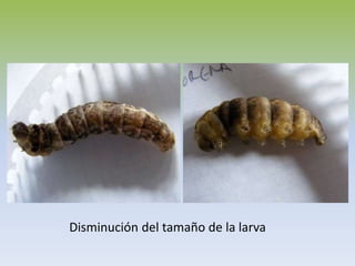 Disminución del tamaño de la larva
 