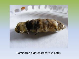 Comienzan a desaparecer sus patas
 