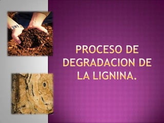 Proceso de degradacion de la lignina (1)