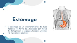 Estómago
• El estómago es un ensanchamiento del tubo
digestivo con forma de J, localizado por debajo
del diafragma en el e...